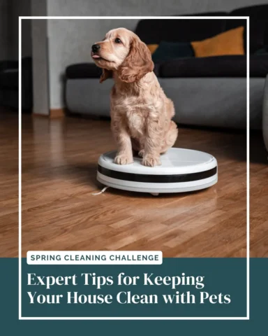 We talked to an expert to get her purr-fessional tips on maintaining a clean hom