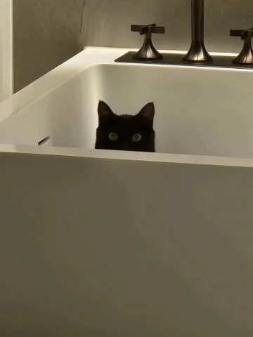 새복많 🐈‍⬛