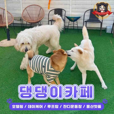 리그램) @ijoaitaewon 

🐶 사람 & 댕댕이 힐링파크 🍀

2⃣층 실내+야외 운동장 애견카페 
3⃣층 고양이카페
4⃣층 루프탑 (