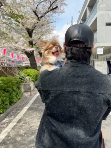お花見withたぬきち🐕
たぬきちは終始眠そうでした🙂‍↔️
少し葉桜になってたけどまだまだ出店も出てて良いですな〜中目黒。

#桜 #お花見 #花より睡眠