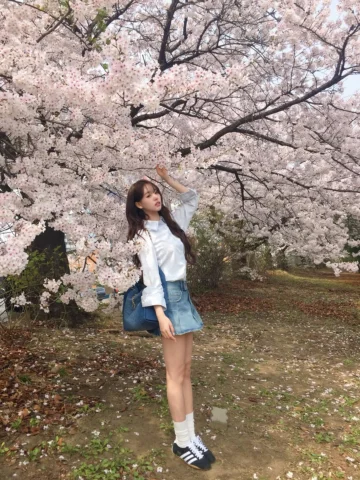 벚꽃 사이 피어난 민들레