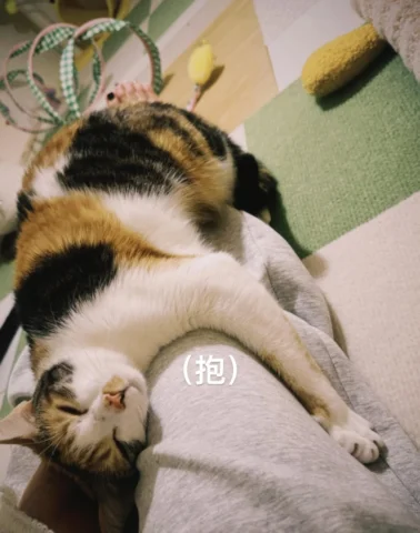 ：
圍爐不好好吃飯滑什麼手機