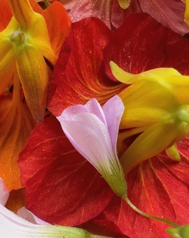 Bits and pieces of the last week: 

-Nasturtium flowers
-Jellyfish arrived at th
