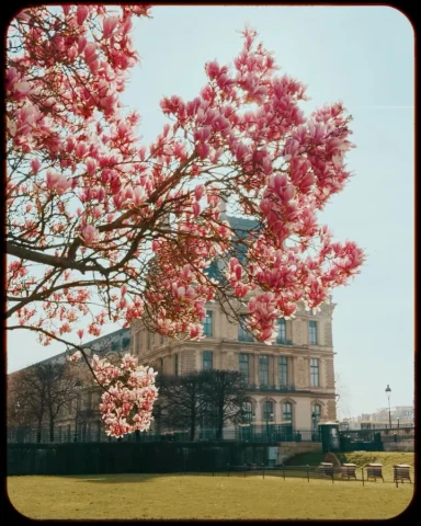 Frames of Spring 🌸 Seeing these pinky colors all over the city makes me so happ