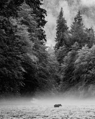 I often look for compositions that show wildlife as part of its environment: gri