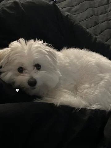 추석 보름달 = 내 얼굴 🌝🐶🐾