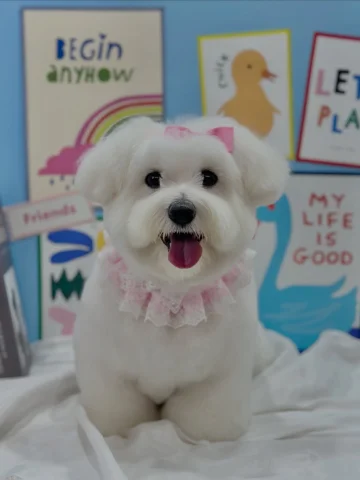 새해 모두 행복하세요 ! 🍭
- 사진보다 실물이 더 귀여운 꾸마가 🐾