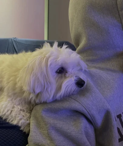 폭싹 기대꾸마~🐶