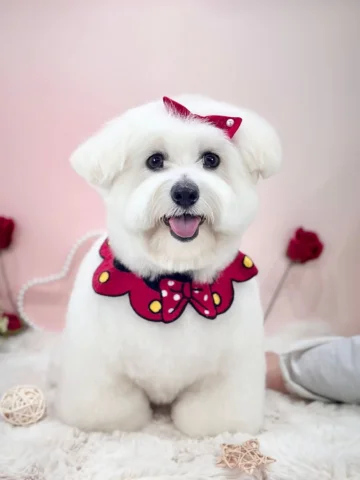 안녕하세오 꾸마입니다 🐶

오늘은 조금은 다른내용의 피드입니다 !

늘 그랬지만, 최근들어 강아지 유기견 보호센터(소)
유지비용이 부족하다는 