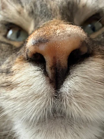 Happy ‘Make your cat look like a fat capybara’ Day.
