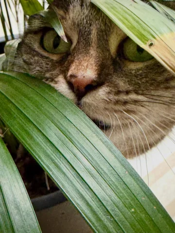 She’s pretending she’s in the jungle stalking prey. She’s actually in a plant po