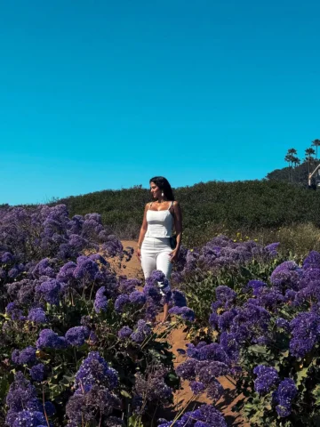 Sea Lavender season 🪻💜🪻