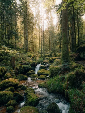 Anzeige/Ad - two days in the Black Forest 🌲
 
from waterfalls and dense forests