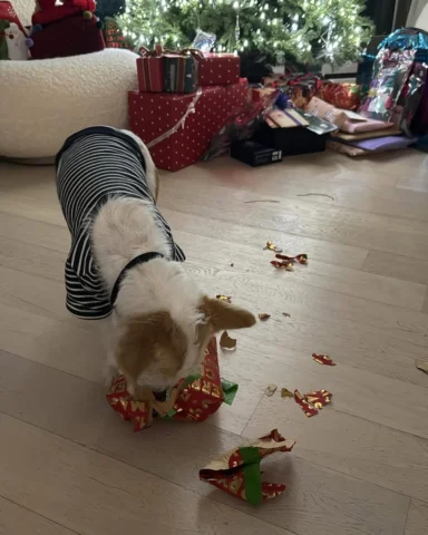 행크는 크리스마스 선물 직접 풀줄 아는 강아쥐 🎁