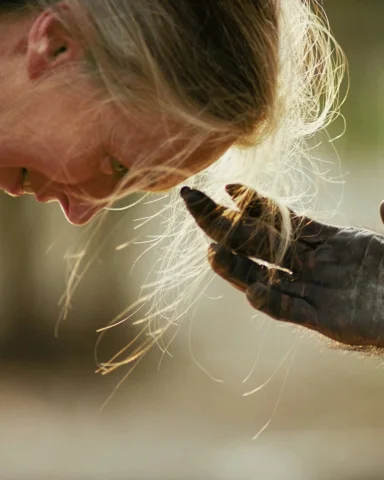 The moment Jou Jou, a chimpanzee caged alone for years, reached out to Jane. Thi