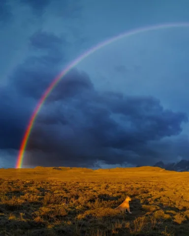 A scene so cinematic and spectacular that I almost missed the puma resting in th