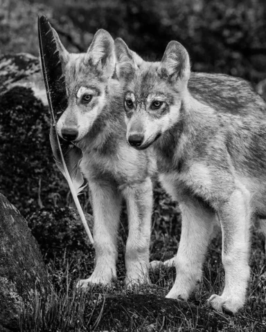 When populations of herd animals and prey begin to decline, predators are often 