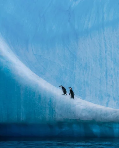 For many penguin species, healthy sea ice is the very foundation of their existe