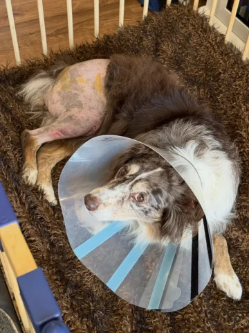 Our little Frankenluna is safe and sound, done with surgery and home with us.

W