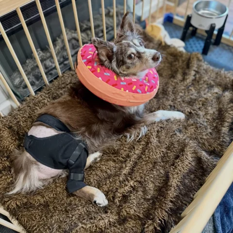 Well the good news is she is feeling much better, the bad news is I’m about to e