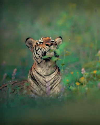 Alone can be beautiful.

Book an ultra exclusive safari with me (link in bio).  