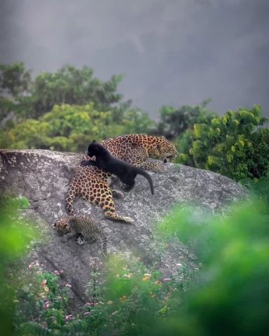 Same blood. Different darkness. 

#shaazjung #blackpanther #film #wildlife