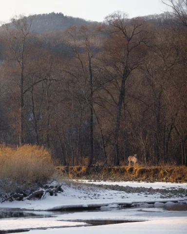 Siberian dawn. 

First light reveals the hunter and the hunted. The beauty and t
