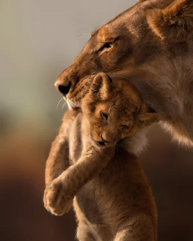 A king is born. 

#shaazjung #lion #safari #nature