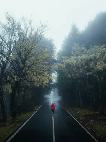 Mystical Madeira 🌿

🙋🏼‍♀️ @janisview 

#madeira #mystical #forest #green #fog