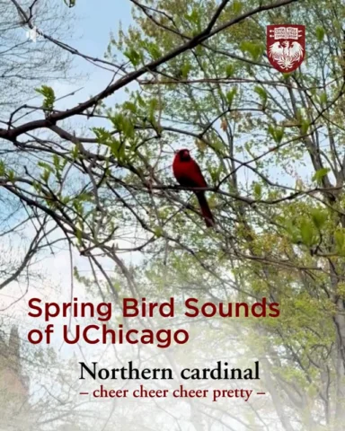 A spring soundtrack, courtesy of the Main Quadrangles. You may recognize these b