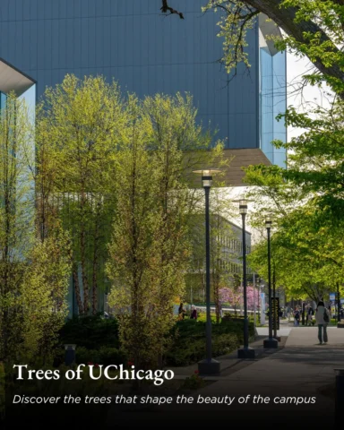 This Arbor Day, we're exploring the trees that bring UChicago to life. Framing o