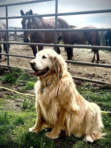 Houdini is taking in spring time in the Tetons and we’re all ready for summer.  