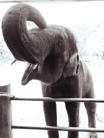 『愛の交換』

飼育員の方とゾウさんの関係性が素敵でした。お互い信頼し合ってることがとても伝わりました。

#camera
#α7iv
#photographe