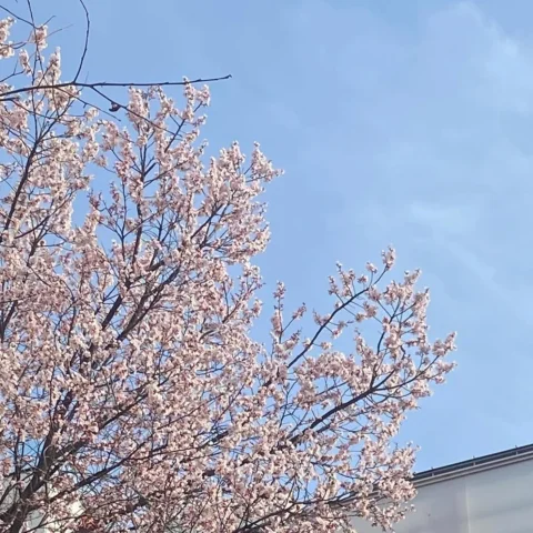 봄 이 왔 어 요 ♥︎