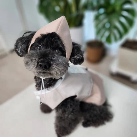 한복이 영~~어색한 토벤이🐶
