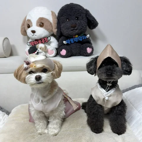 새해 복 많이 받으세요🐶