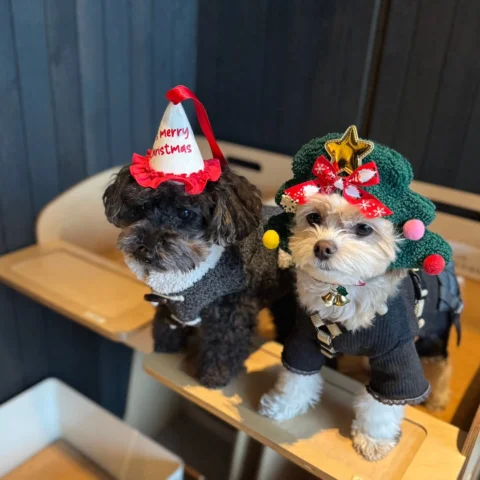 Merry Christmas 🐶