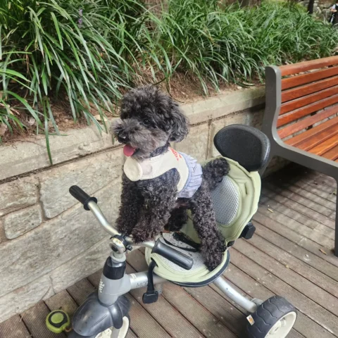 높은 자전거도 무섭지 않아🐶