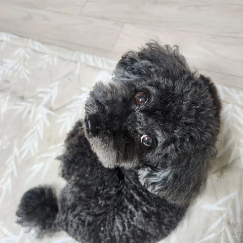 오랜만에 인사하는 토벤이🐶