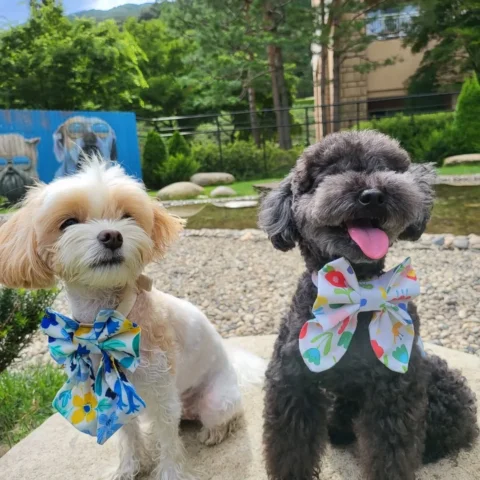 모처럼 가족여행에 신바람난 토벤과 새침한 차도녀 짜르🐶