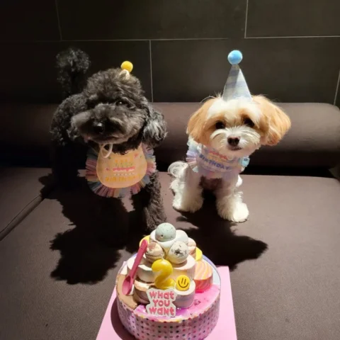 짜르 생일 축하해~토벤🐶