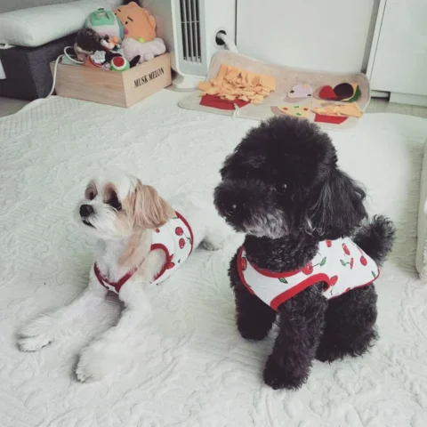 짜르와 사이좋게 열매무늬옷 나눠 입고 간식 기다리는 토벤🐶