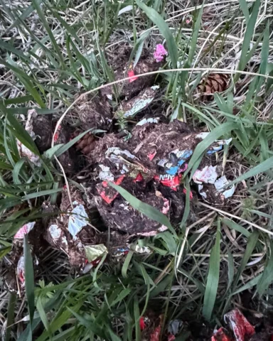 My older boy @jimmyrinella found this pile of shit from a black bear that got in