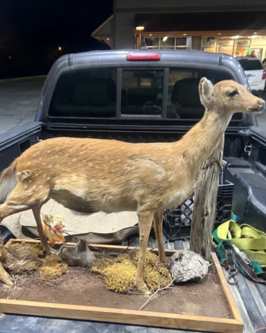A guy found this taxidermy in a dumpster and sent us the photo. I can’t quite pu