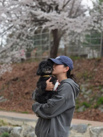 벚꽃🌸