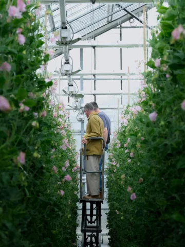 After a lifetime of working with flowers I’m still amazed at the passion and exp