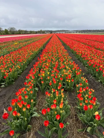 A fascinating and flower filled fab first day with @duyvenvoordeflowersplants as