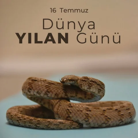 Günün kutlu olsun aşkım🌹
Kutlamak istediklerinizi etiketleyinsljsksksksk