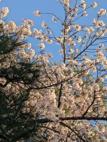 ワクワクな季節🌸