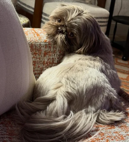 Tootsie in late fall.